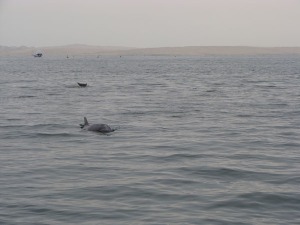 Golfinhos que vieram nos saludar inesperadamente